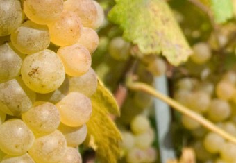 chasselas